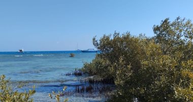 "حماطة" نقطة انطلاق الطبيعة بين البر والبحر.. تقع جنوب مرسى علم ويفضلها السائحون.. وتبحر منها يوميا عشرات المراكب واللنشات للجزر البحرية البعيدة.. ورصد الغزال المصرى فى صحرائها والدلافين والسلاحف بشواطئها أجمل مناطق محمية وادى الجمال