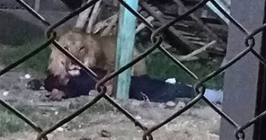 تفاصيل مصرع عم سعيد ضحية حديقة حيوان الفيوم.. الأسد التهم رأس حارسه ومحاولات إسعافه استمرت لساعة وباءت بالفشل.. ونقل الجثة لمشرحة مستشفى الفيوم العام.. وقوة من الشرطة تهرع لمكان الحادث وتردى الحيوان  قتيلا