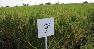 جامعة بنها: تسجيل صنفين جديدين للأرز عالى الجودة والإنتاج ومقاوم للأمراض
