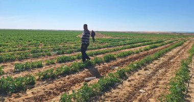 سحب 48 ألف فدان من الشركات غير الجادة بمفيض باريس فى الوادى الجديد