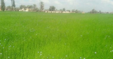 الذهب الأخضر.. زراعة 4197 فدانا بمحصول الكتان بغيطان محافظة الشرقية