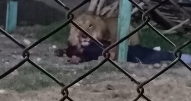 غلق حديقة الحيوان بالفيوم لليوم الثانى بسبب واقعة التهام أسد لحارسه