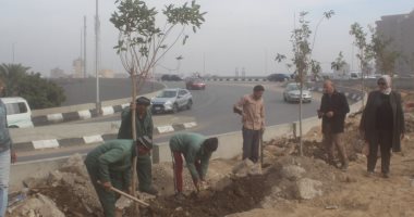  تشجير الطريق الدائرى