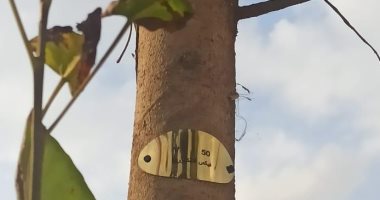 التنمية المحلية: بدء تكويد الأشجار المزروعة في نطاق الدائرى لحمايتها.. صور