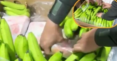 كوكايين مخبأ في شحنة موز.. كولومبيا تضبط 1600 كيلو من المخدرات بالفاكهة.. صور 