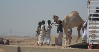 "الكلة" مهنة الشحن والتفريغ فى سوق الجمال بمنافذ حلايب وشلاتين.. مصدر رزق لأبناء قبائل الجنوب.. تحميل البضائع والجمال على الشاحنات لنقلها للأسواق المختلفة.. ويتم توزيعها بالتساوى بين أبناء القبائل خلال أيام 