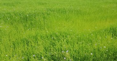 الكنز الأخضر نور الغيطان.. إقبال غير مسبوق على زراعة الكتان بالشرقية.. تخطى المستهدف زراعته بـ2197 فدانا.. يزرع فى التربة الطينية الخفيفة.. سعر طن الألياف يتخطى الـ200 ألف جنيه.. ومخلفاته تدخل فى صناعة الأعلاف