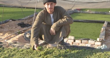 الذهب الأخضر.. "الأزولا" مستقبل بديل الأعلاف فى الأقصر.. مهندس شاب ينطلق فى زراعته لانخفاض سعره.. ويؤكد: أكثر قيمة ونسبة بروتين.. وطقس الجنوب الساخن يساهم فى زيادة الإنتاج لخدمة المواشى والأغنام.. فيديو وصور