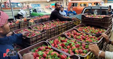 "الموسم الذهبي لدلوعة الفواكه".. حصاد الفراولة بالقليوبية حصاد الفراولة بالقليوبية