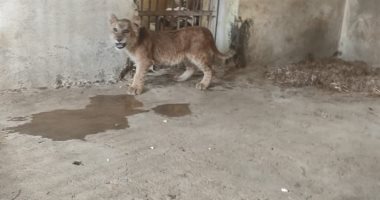 عمره 5 أشهر.. عنتر أصغر أشبال بيت الأسود بحديقة الحيوان ببنى سويف