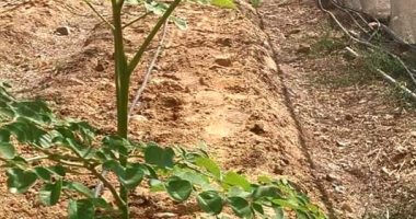 الوادى الجديد تنجح فى تنفيذ مبادرة لزراعة نصف مليون شتلة من المورينجا.. شجرة يصنفها الباحثون كصيدلية متكاملة من الطبيعة لعلاج عشرات الأمراض.. وبدأت بمبادرة أطلقها المحافظ وتنفيذ برنامج لتدريب طلاب المدارس.. صور أشجار المُورينجا داخل الصوب