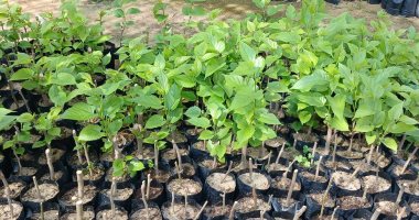 الأرض بتطلع حرير فى الشرقية.. إنتاج الحرير الطبيعى من أشجار التوت على مساحة 12 فدانا بالصالحية الجديدة.. المشروع يستهدف إنتاج 100 ألف شتلة.. ويهدف لتعزيز الإنتاج الزراعى والصناعى وتوفير فرص عمل للشباب.. صور