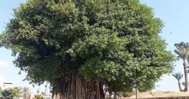 حكاية إنشاء حديقة الشلالات بالإسكندرية.. تأسست عام 1899 على مساحة 40 فدانا.. تصميمها مستوحى من الشلالات الصناعية على يد المصمم الأمريكى فريدريك لواولمستد.. وتضم أشجارا نارة من آلاف السنين.. صور