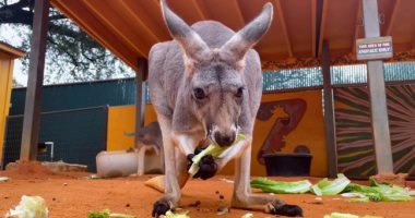 حدائق حيوان أمريكية تقدم طرقا مبتكرة لإهانة شريكك السابق في عيد الحب.. إطلاق اسم "الإكس" على القوارض والصراصير والروث لتخطي أحزانك.. والحدائق تروج لحملاتها بروح الدعابة وتخصيص التبرعات لرعاية حيواناتها