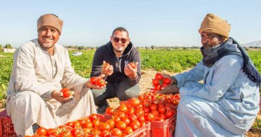حصاد الطماطم فى مزارع الأقصر مستمر وسط فرحة المزارعين.. وكيل الزراعة بالأقصر: تمت زراعة 12 ألف و500 فدان بالطماطم فى إسنا وأرمنت.. وصاحب مزرعة: محصول هذا العام مبشر وطرحنا مليون و500 ألف عداية فى الأسواق.. صور