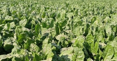 خيرات بلدنا.. إقبال غير مسبوق على زراعة البنجر فى الشرقية.. المحصول امتدت مساحته لأكثر من 107 آلاف فدان.. ومدة بقاؤه فى الأرض 210 يوما حسب كل عروة.. وإنتاجية الفدان تتراوح بين 25 و35 طن بسعر 2400 جنيه.. صور