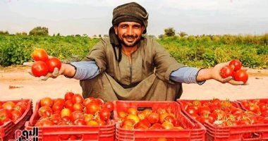 وسط فرحة المزارعين.. حصاد الطماطم فى مزارع غرب الأقصر مستمر حصاد الطماطم فى الأقصر