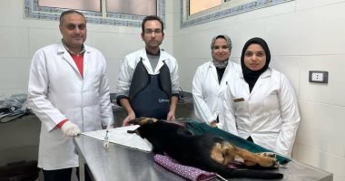 استغرقت 3 ساعات.. "بيطرى الغربية" يجرى عملية تثبيت كسر بعظام كلب صدمته سيارة