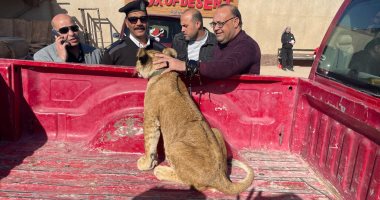 القصة الكاملة للعثور على شبل أسد داخل محطة سفارى جبلية فى الغردقة.. حملة من شرطة البيئة والمحميات تكشف استغلاله بالترويج مع السيائحين بدون تصاريح.. والنيابة تقرر إيداعه فى حديقة الحيوان بالجيزة.. صور شبل الغردقة