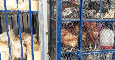 أسعار لحوم الدواجن اليوم الأربعاء 19-2-2025 بأسواق الشرقية