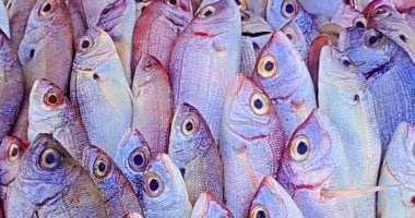 العالمي : 
                                            أسعار الأسماك بأسواق القليوبية اليوم الأربعاء 30/ 4/ 2025.. البلطى 100 جنيه
                                        