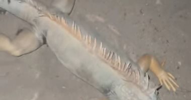 حيوان مجهول فى بورسعيد.. هدوء الأوضاع بعد حالة من الذعر واستمرار البحث