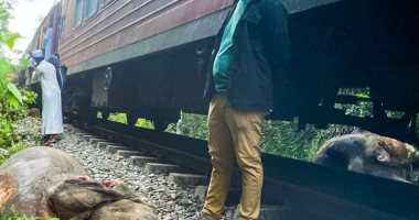 مشهد مروع.. قطار سريلانكا يدهس 6 أفيال.. فيديو وصور حادث اصطدام قطار بـ6 أفيال فى سيريلانكا