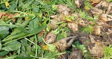 فرحة الغيطان.. انطلاق حصاد البنجر العروة الأولى فى غيطان محافظة الشرقية.. إجمالى المساحة المنزرعة 107 آلاف فدان.. إنتاجية الفدان من 25 إلى 30 طنا.. وسعر الطن يتراوح من 2400 إلى 2600 جنيه.. فيديو وصور