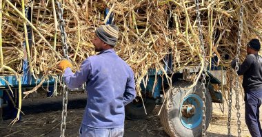 موسم الخير.. مصنع سكر قوص يواصل استقبال توريدات المزارعين من محصول القصب.. مزارعون: المصنع يقدم تسهيلات لنا ومدير البيئة والسلامة.. يعمل بالغاز الطبيعى حفاظا على البيئة.. وينتج 750 ألف طن سنويا.. صور