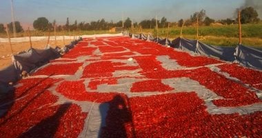 كل ما تريد معرفته عن مقومات الأقصر بالقطاع الزراعى وفرص الاستثمار الزراعى الاقصر تضم فرص استثمار زراعية متنوعة