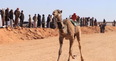 انطلاق فعاليات دورة مهرجان الإسماعيلية الـ20 لسباق الهجن بمشاركة 3 دول.. صور