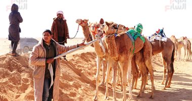 العريش تستضيف مهرجان الهجن الرياضى احتفالًا بالذكرى 43 لتحرير سيناء
