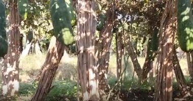قرية بنى حرب بسوهاج معقل زراعة اللوف فى الصعيد.. وتاريخ زراعته يرجع لــ 100 عام مضى ويحول الأرض إلى كنز.. الفدان يحتاج 2600 عمود بوص و2400 جريدة نخيل للتحميل عليها.. وسعر اللوفة للجمهور 30 جنيها.. صور زراعة اللوف