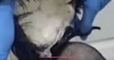 "باروكة من الكوكايين" أحدث طرق مافيا تهريب المخدرات.. سلطات العالم تشدد إجراءاتها لضبط الممنوعات.. إسبانيا تضبط 100 كيلو شوكولاتة بالكوكايين.. والمكسيك تصادر شحنات محملة بالمواد المخدرة..  صور