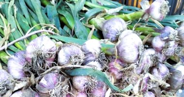 أسعار الخضراوات بأسواق مطروح اليوم الأحد 2-3-2025.. الثوم بـ 25 جنيها