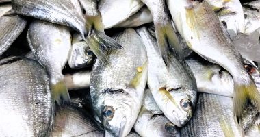 أسعار الأسماك بأسواق مطروح اليوم الأحد 2-3-2025.. الدنيس بـ180 جنيها للكيلو