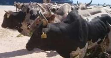 ميناء سفاجا يستقبل السفينة Mariona Star وعلى متنها بـ 1749 رأس عجول حية