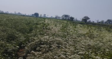 شاهد محصول اليانسون فى الأرض بالمنيا قبل موسم الحصاد