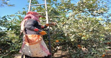 بنات مصر الجدعة.. مباشر من داخل حقول جمع البرتقال الصيفى بالشرقية