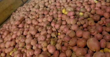 أرخص بطاطس فى مصر من مزارع الوادى الجديد.. الكيلو بـ 2 جنيه بعد التوسع فى زراعة المحصول بإجمالى 105405 أفدنة بزيادة 30 ألفا عن العام الماضى.. تشغيل أكبر مصنع للبطاطس النصف مقلية بطاقة 10 أطنان فى الساعة.. صور