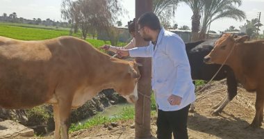 تحصين 98022 رأس ماشية ضد حمى "القلاعية والمتصدع والجلد العقدى" بالفيوم