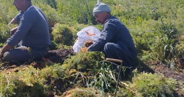 الذهب الأصفر نور الغيطان.. محصول الجزر الأصفر يزين حقول المنيا.. يصنع منه المربى والعصائر والمخللات ويتم خلطه مع البسلة.. الفدان ينتج حوالى 40 طن بأقل تكلفة.. والمزارعون: يزرع في شهر أكتوبر ويحصد فى مارس