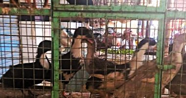 أسعار الفراخ والطيور اليوم السبت 15- 3-2025 بأسواق مطروح.. البط بـ110 جنيهات