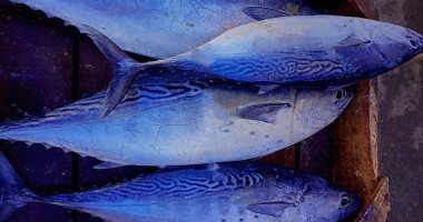 أسعار الأسماك اليوم السبت بأسواق مطروح.. سمك تونة بـ120 جنيها للكيلو