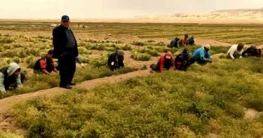 نجاح موسم حصاد الكمون بالوادى الجديد.. زراعة 6615 فدانا أغلبها بنطاق الفرافرة.. قرى الثمانين بباريس تفرض نفسها كأفضل منتج للمحصول.. والمحافظة تدعم التوسع في زراعة النباتات الطبية ومحاصيل التوابل.. صور