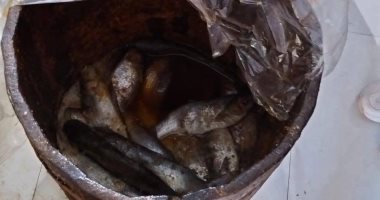 محافظ كفر الشيخ: ضبط كميات أسماك ولحوم مجمدة مجهولة المصدر