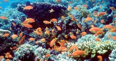 "عرق سمية" بالبحر الأحمر أشهر مواقع الغوص وأجملها بمحمية الجزر الشمالية.. تسكنه الكائنات البحرية المختلفة.. ويضم العديد من الكهوف وتصل أعماقه إلى 200 متر.. يحظى بشهرة عالمية ويقصده محبو ومحترفو الغوص.. صور