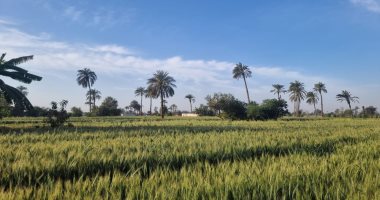 أجواء دافئة وشمس ساطعة على الصعيد.. حالة الطقس آخر أيام رمضان بسوهاج "فيديو"