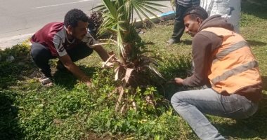 حملات مكثفة لتجميل وصيانة المسطحات الخضراء والميادين بالإسماعيلية فى العيد