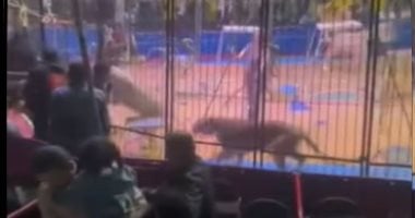بتر ذراع أحد عمال سيرك طنطا بعد تعرضه لهجوم من أسد مفترس